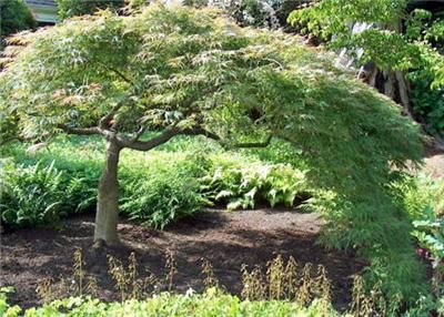   * Maple Tree Seeds * UNIQUE BONSAI PLANTS * Acer Palamtum * GROW