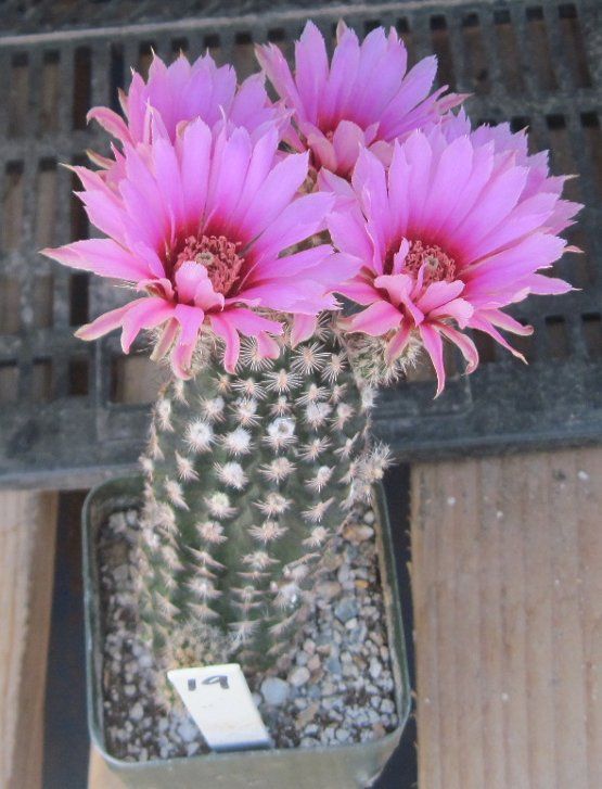 Echinocereus Reichenbachii Alberti Cold Hardy Large Pink Flowers 