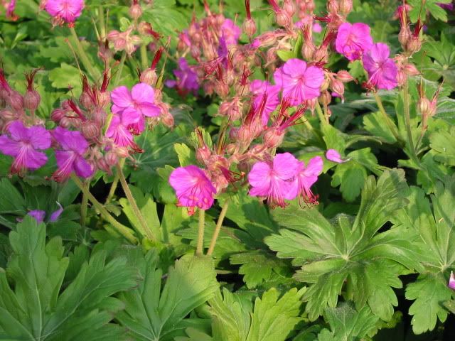 Geranium Macrorrhizum Czakor Cranesbill 20 Seeds