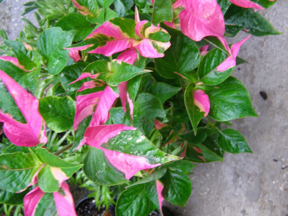 Alternanthera ficoidea Josephs Coat Colorful Plant PINK GREEN Foliage