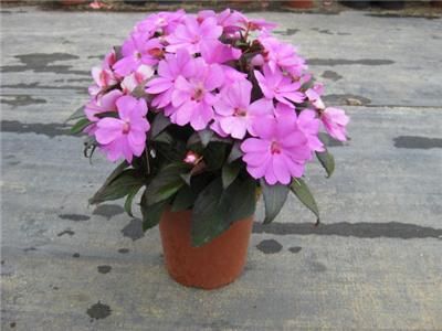 live plant plugs sunpatiens vigorous lavender