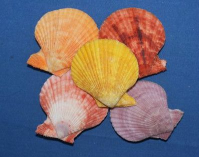   NOBLIS, PAIRS, NATURAL COLOR,TROPICAL DECOR,SEALIFE, AQUARIUM DECOR