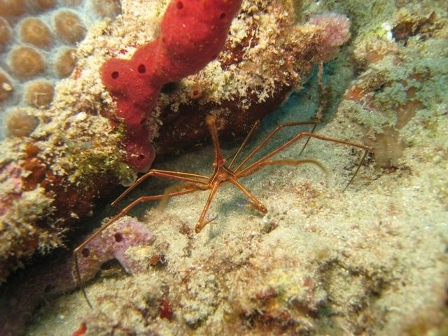Arrow Crab live saltwater tropical fish for aquarium fish tank