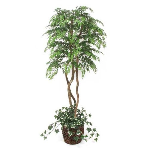 Labsinc 72 Underplanted Ming Aralia Tree 90010