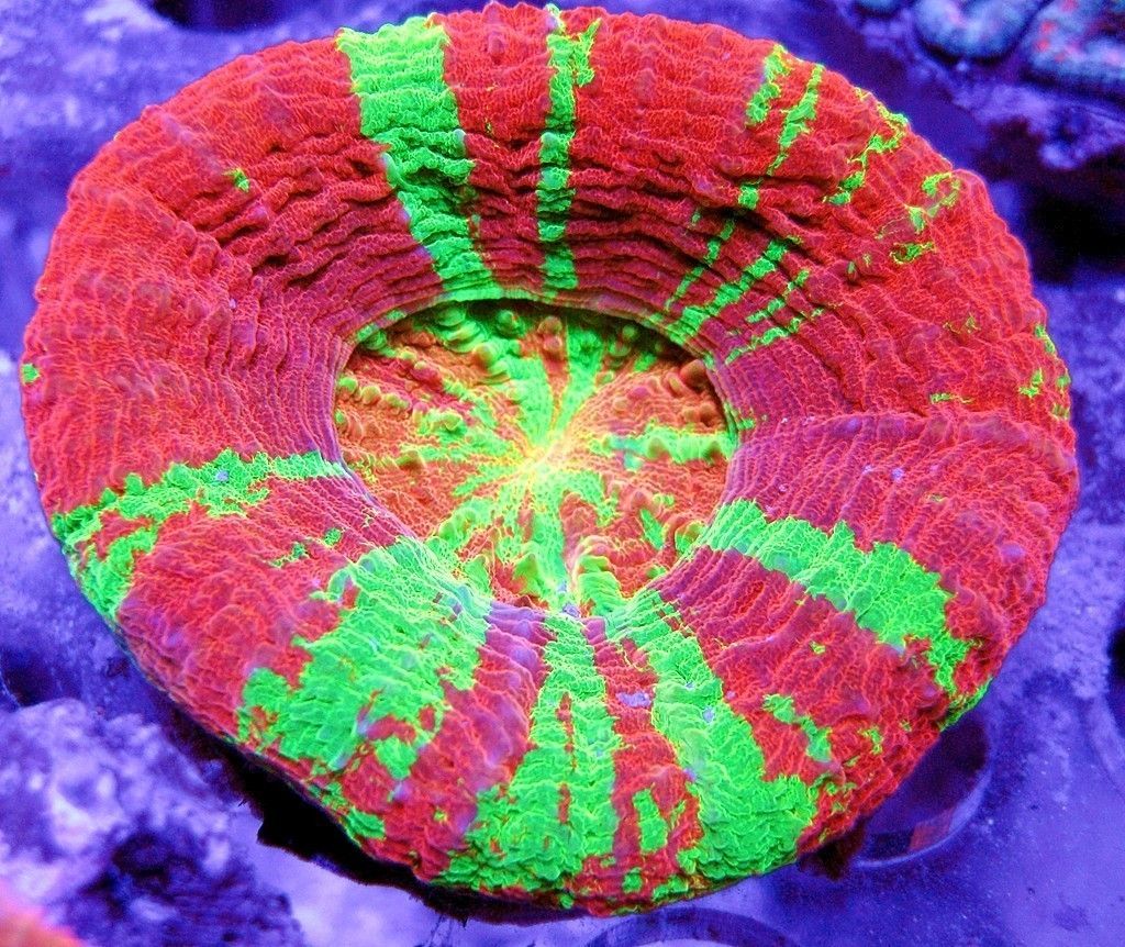 Live Coral Dreef Ultra Aussie Scoly Chalice WYSIWYG