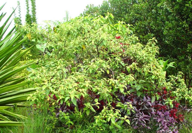 vegetable the bark has been used to make kapa cloth