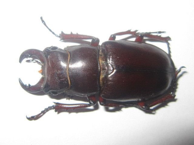 Lucanidae Lucanus Busignyi Male 42 Mm