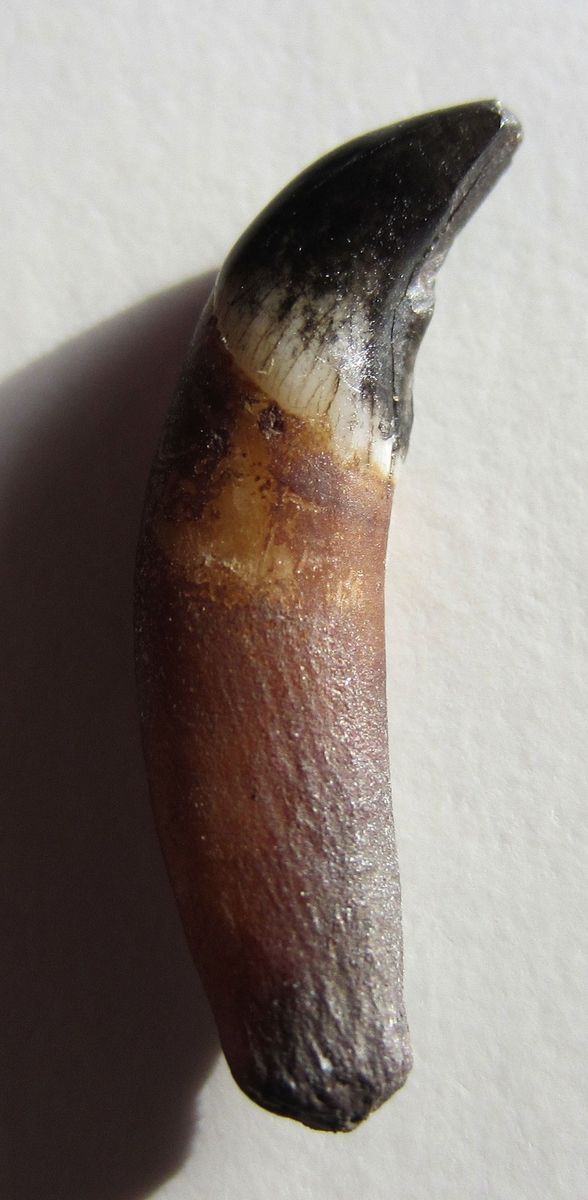 FOSSIL CETACEAN TOOTH ,Hawthorne Formation, Alachua ,FL.#SG888