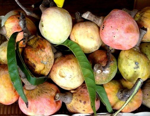 Bullocks heart Annona reticulata Rare Tropical Fruit 1 Plant