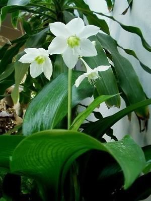 eucharis spp amaryllis 3 fresh bulbs flower herb from thailand