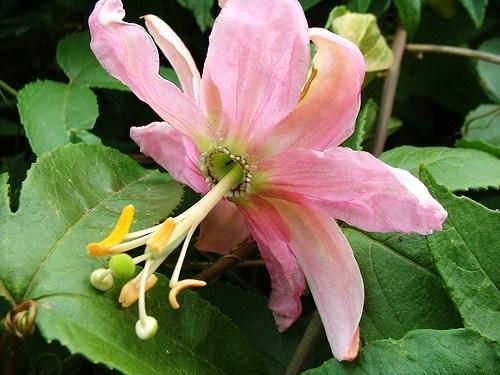 Passiflora MollissimaBanana Passion Flower Seeds F 364