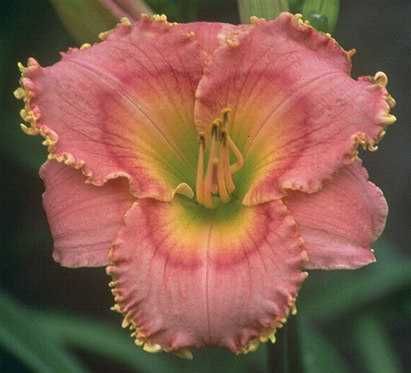 BARBARA DITTMER   DF   L6G   Morss 1999   DAYLILY