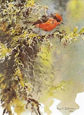 Bateman Vermillion Flycatcher Ed Print Wildlife