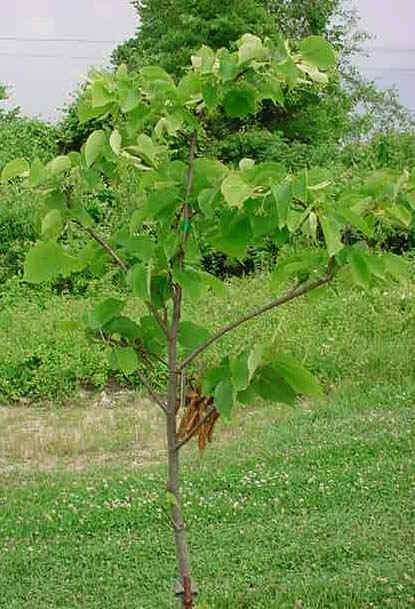 You are bidding for a pack of 10 seeds of this useful and ornamental 