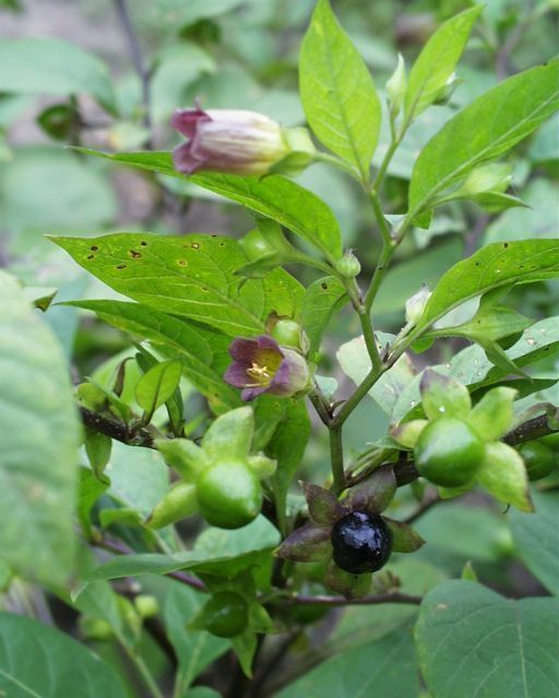 Atropa Belladonna 50 Seeds Deadly Nightshade