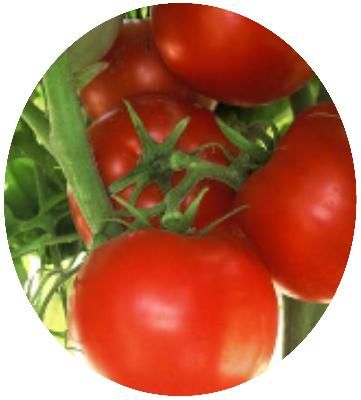 Tomato San Marzano Heirloom Open Pollinated 30 Seeds