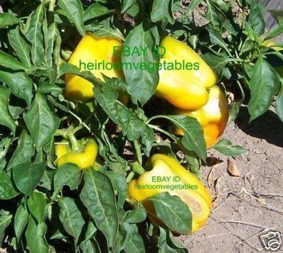 30 Yellow Giant Sweet Bell Peppers Seeds Heirloom Same Day Shipping 