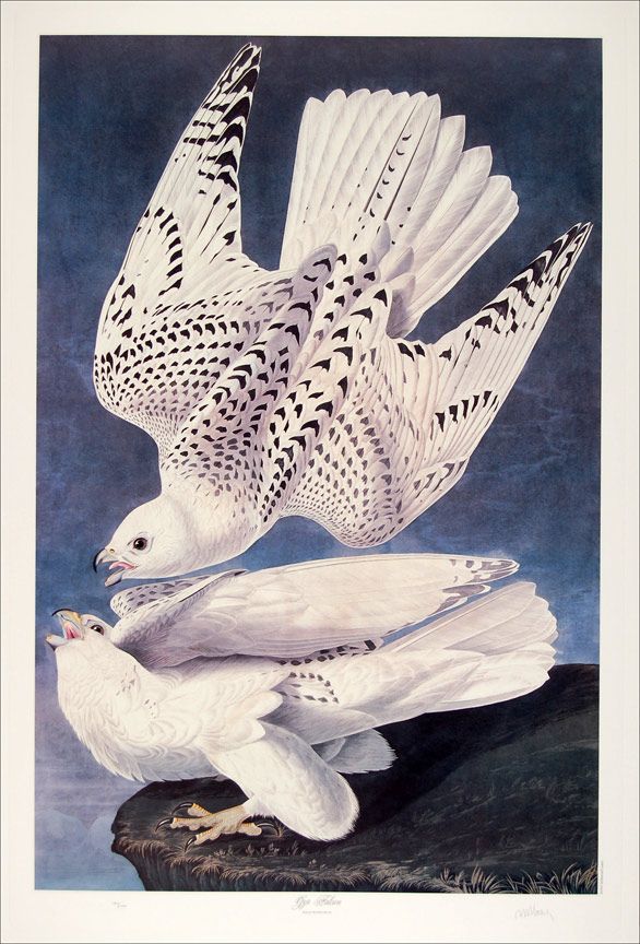   limited edition lithograph m bernard loates gyr falcon 684 1000