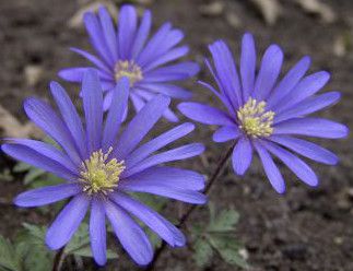 Southern Perennials Anemone Blanda Blue Shades New Bulb