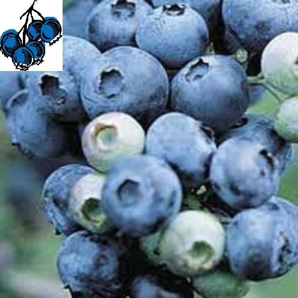 Blueberry Plant Jewel High Bush Live Plant Vaccinium