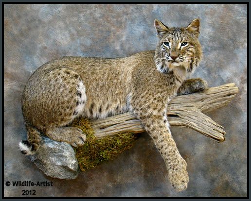 Bobcat Taxidermy New Mount Fur Hunting Cabin Lynx Fox Coyote by 