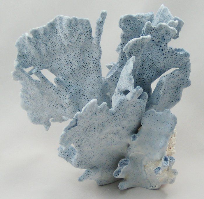   are the pictures of the piece of blue ridge coral you are bidding on