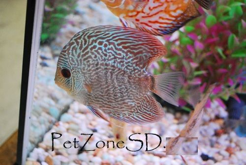  Blue Snakeskin Discus