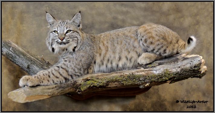 Bobcat Taxidermy New Mount Fur Hunting Cabin Lynx Fox Coyote by 