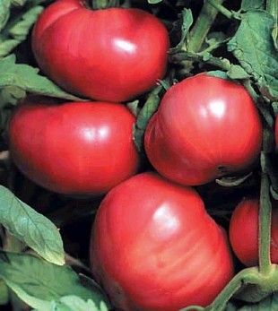 PINK BRANDYWINE TOMATO Seeds Great Heirloom