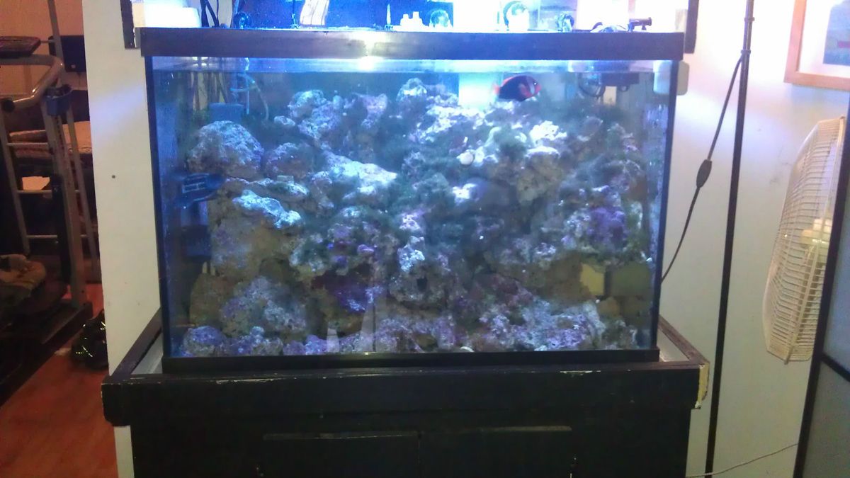 65 Gallon Saltwater Aquarium w 200 lbs Live Rock