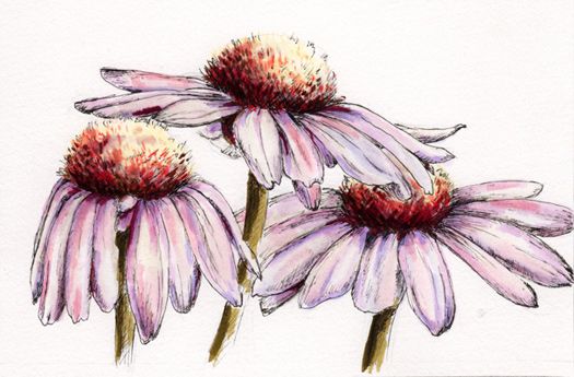   OSWOA Flower Painting   Coneflowers by Art Norma J Burnell Flowers