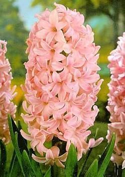 Lady Derby Hyacinth 10 Bulbs   FRAGRANT   16/17 cm Bulbs