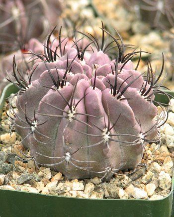  Neocjilena Jussieus Cactus Plant