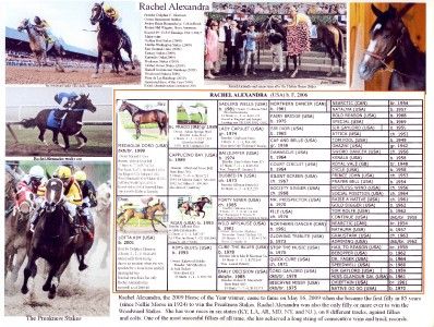   Preakness Stakes Winner Race Horse Photo Pedigree Calvin Borel