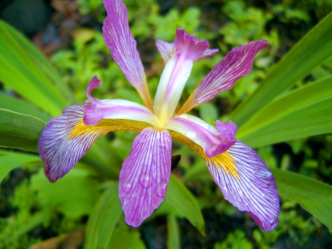 carl amason iris iris virginica carl amason