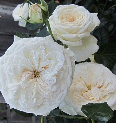 Pure Perfume Floribunda Rose Own Root Blanche de Castille