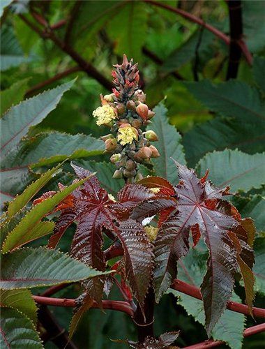 80 Castor Bean Seeds Ricinus communis Bulk