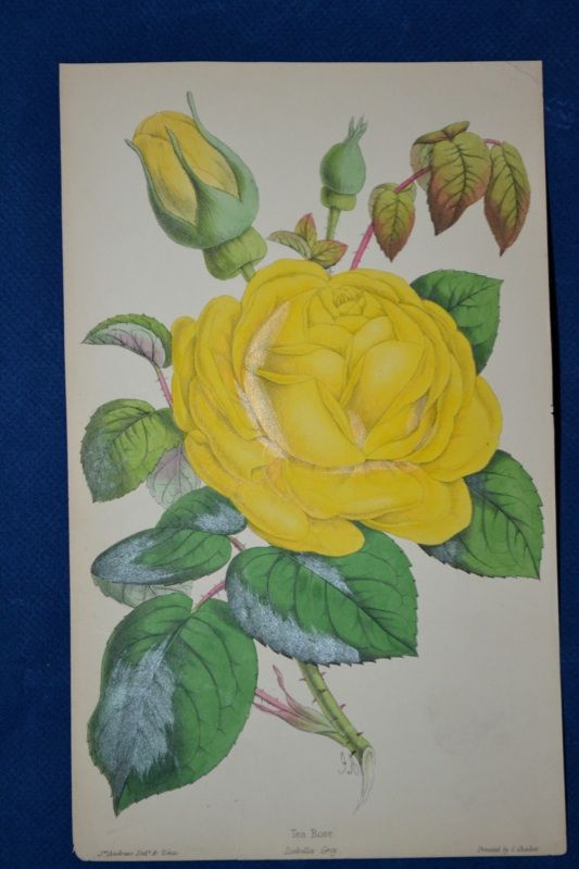 Tea Rose 3  hand Colored Botanical James Andrews Floral Magazine 1860 