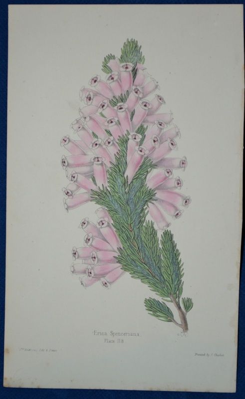 Erica.  Hand Colored Botanical. James Andrews, Floral Magazine. 1860.