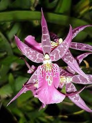 Mtssa. C. M. Fitch ‘Izumi’ Blooming Sized Orchid Plant