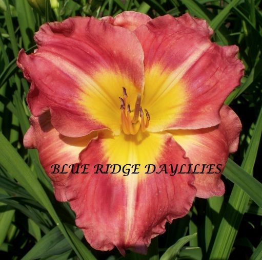 Charming Charlie DF L3I Bomar 2001 DAYLILY