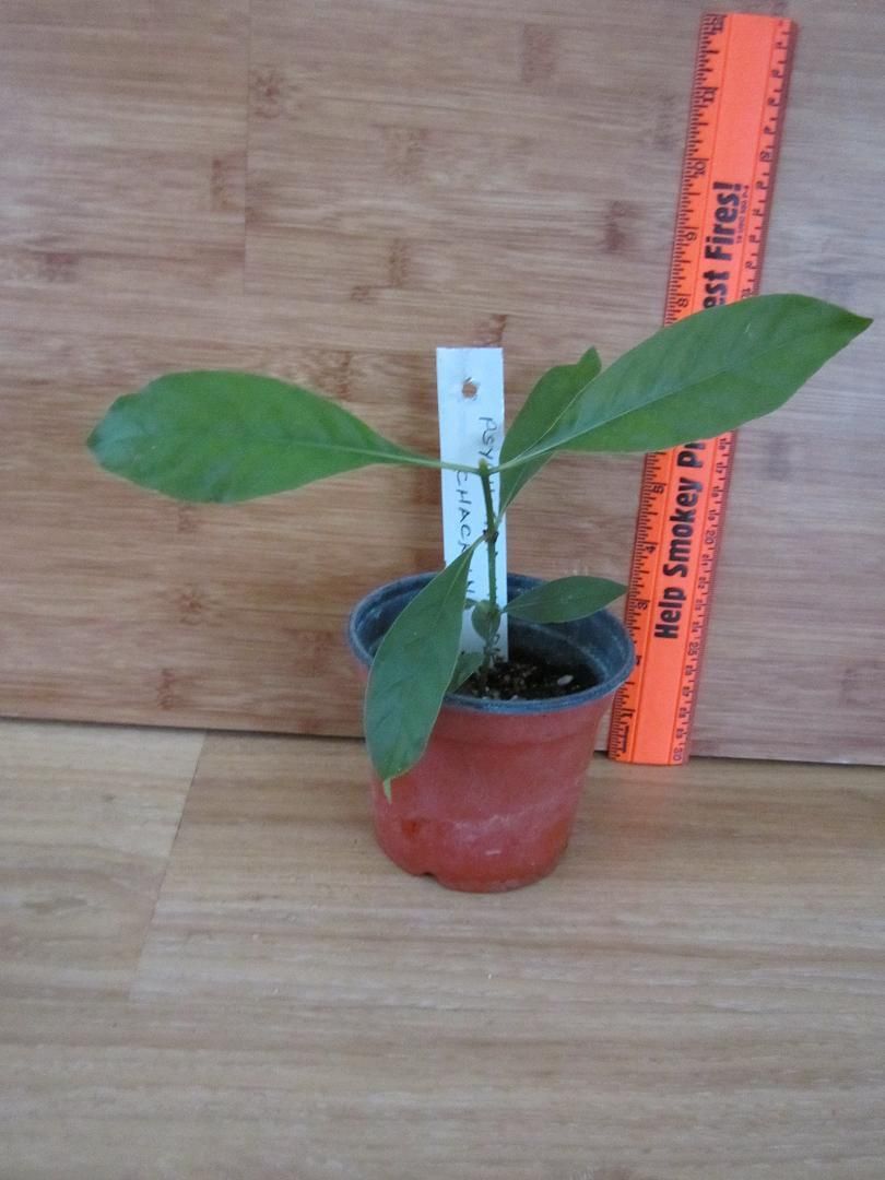 PSYCHOTRIA VIRIDIS CHACRUNA SHAMAN PLANT USED IN AYAHUASCA 4 POT FULL