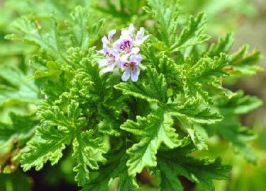 Pelargonium Odoratissimum s African Shrub 5 Seeds