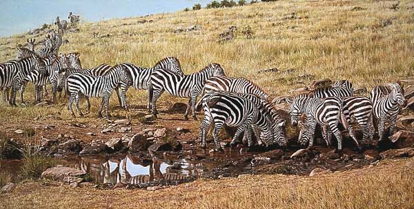 Simon Combes Watering Hole Zebra Ed Print Signed