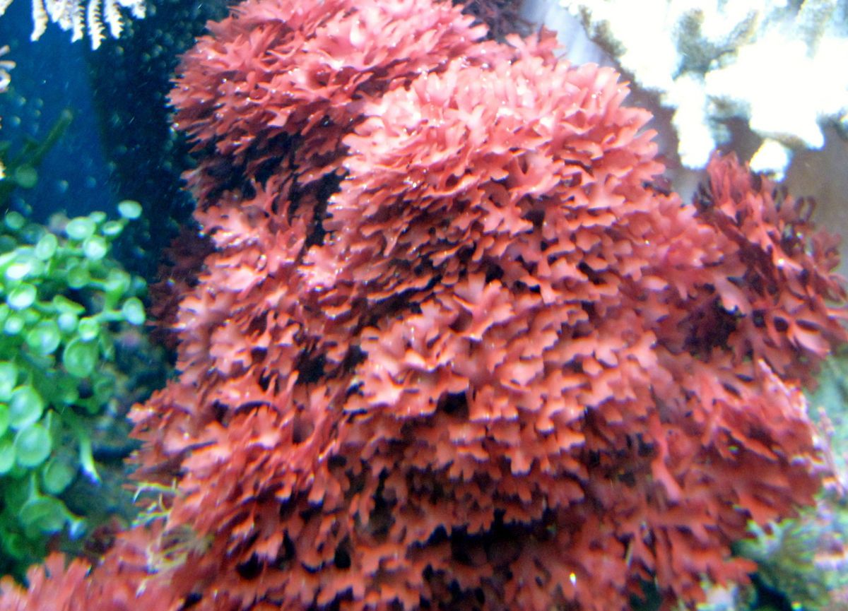  BUSH* macroalgae live coral saltwater plants reef *REG* please read