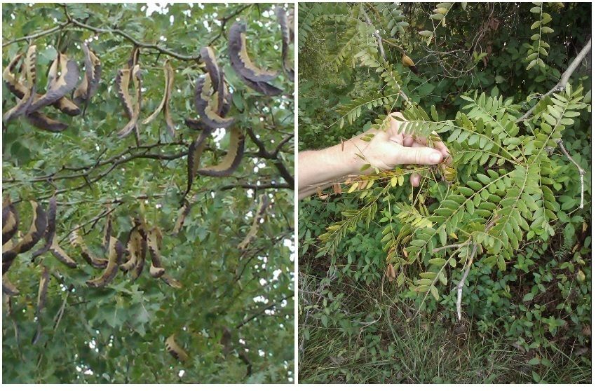  Black Cypress Tree 5 Seeds