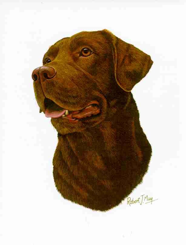 Chocolate Labrador Retriever Dog Mouse Pad by Robert J May