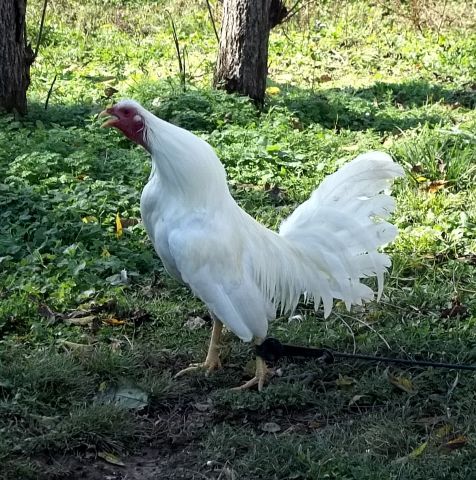  8 Pure White Claret Gamefowl Hatching Eggs