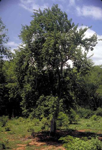 Ipomoea Arborescens Tree Morning Glory Unusual and RARE Flowering Tree