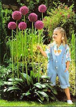 Gladiator Flowering Onion Allium 2 Bulbs Deer Proof